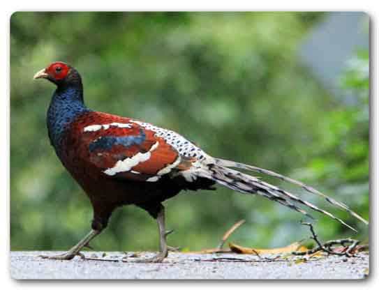  Mizoram State bird, Mrs. Hume's pheasant, Syrmaticus humiae